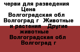 черви для разведения › Цена ­ 4 000 - Волгоградская обл., Волгоград г. Животные и растения » Другие животные   . Волгоградская обл.,Волгоград г.